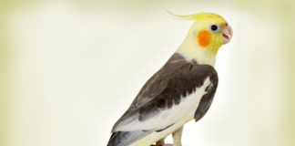 5 Tips for Owning a Pet Bird 5 Tips for Owning a Pet Bird