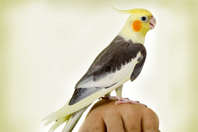 5 Tips for Owning a Pet Bird