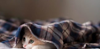 Kittens: The Purrr-fect Pet Kittens