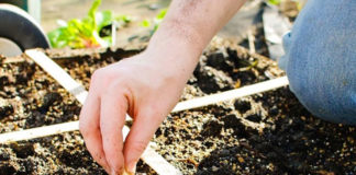 Make a Square Foot Garden With Your Kids Square Foot Garden
