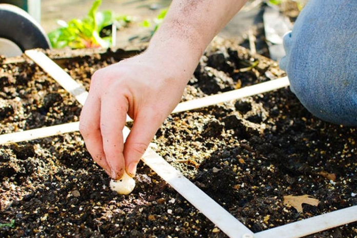 Square Foot Garden