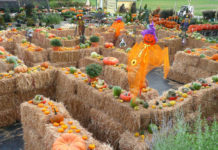 Fun family activities for fall break fall break