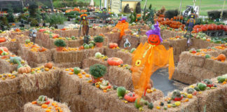Fun family activities for fall break fall break