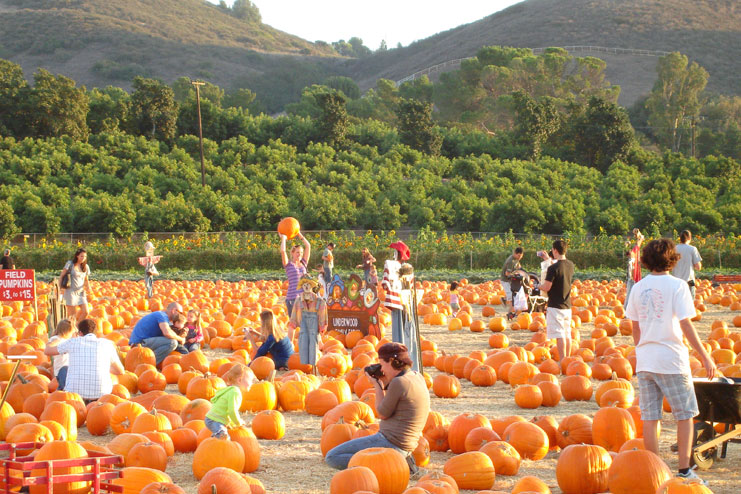 Go at a nearby pumpkin patch